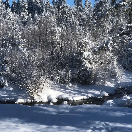 Zasniezony Przy Dolinie Chocholowskiej Witów