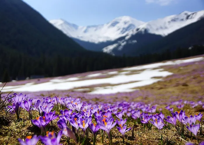 Zasniezony Przy Dolinie Chocholowskiej *